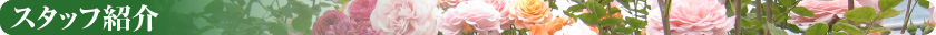 スタッフ紹介